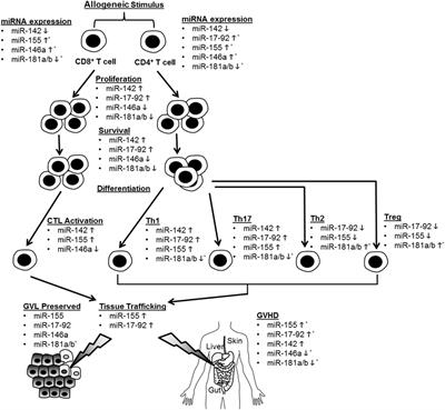 Non-Coding RNA Mediated Regulation of Allogeneic T Cell Responses After Hematopoietic Transplantation